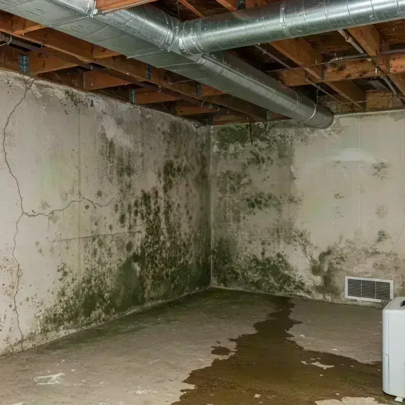 Professional Mold Removal in North Lawndale, IL